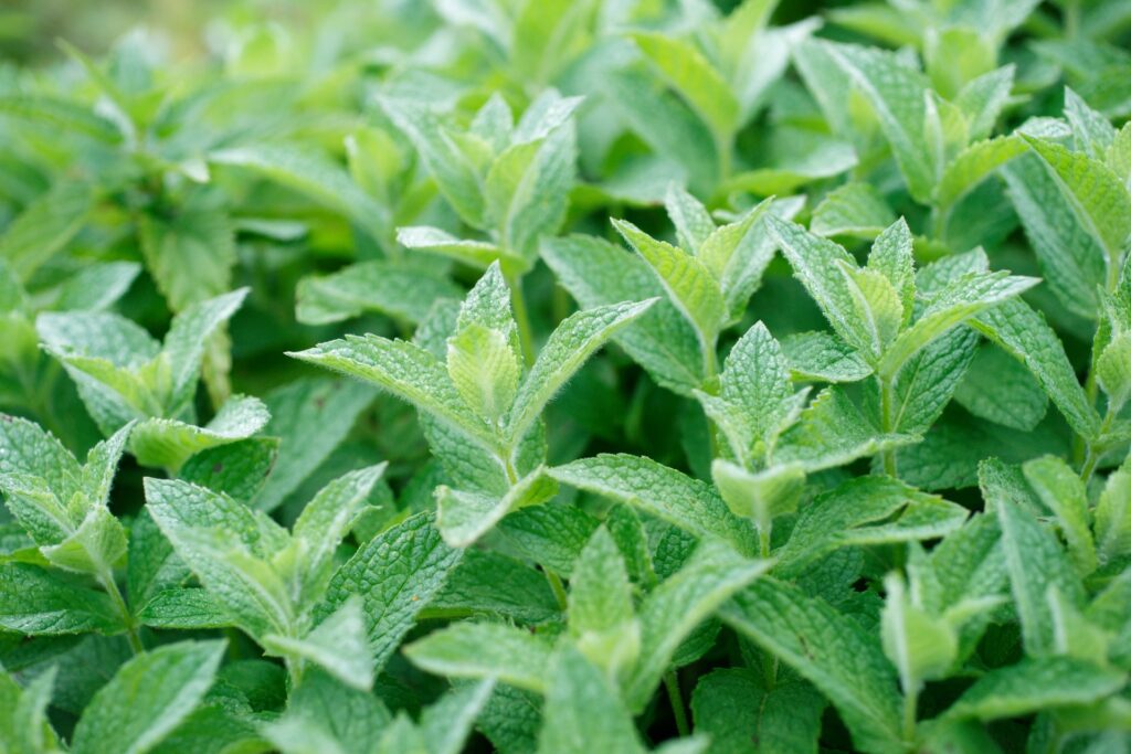 peppermint leaves for health 