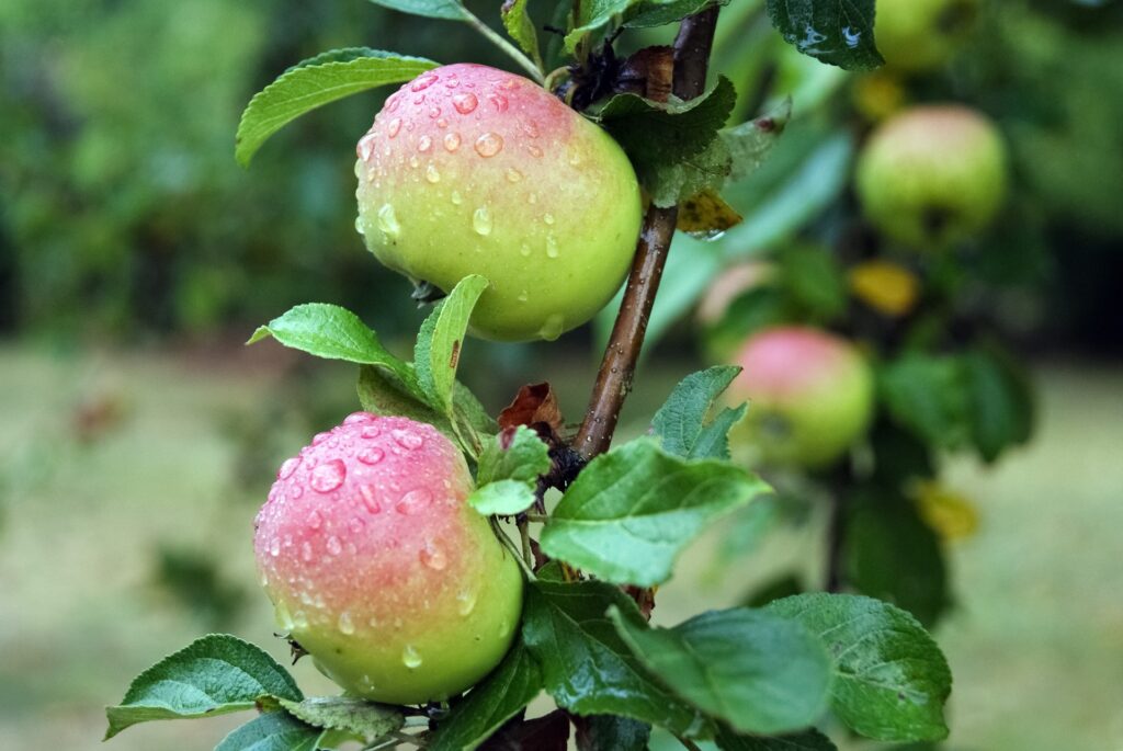eat apples to prevent the development of chronic disease