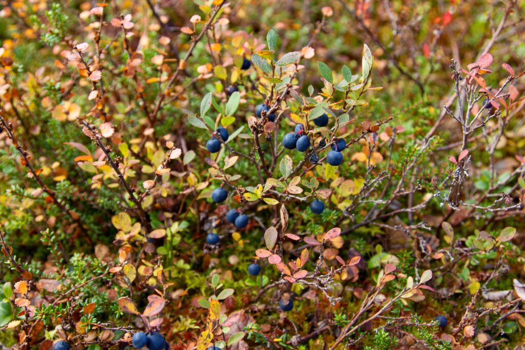 wild berries to support health  