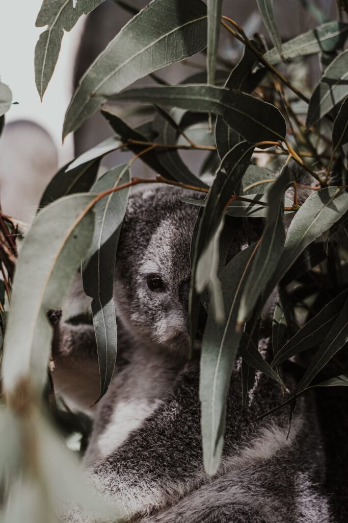 koalas love eucalyptus leaves and we can also use them for health benefits 